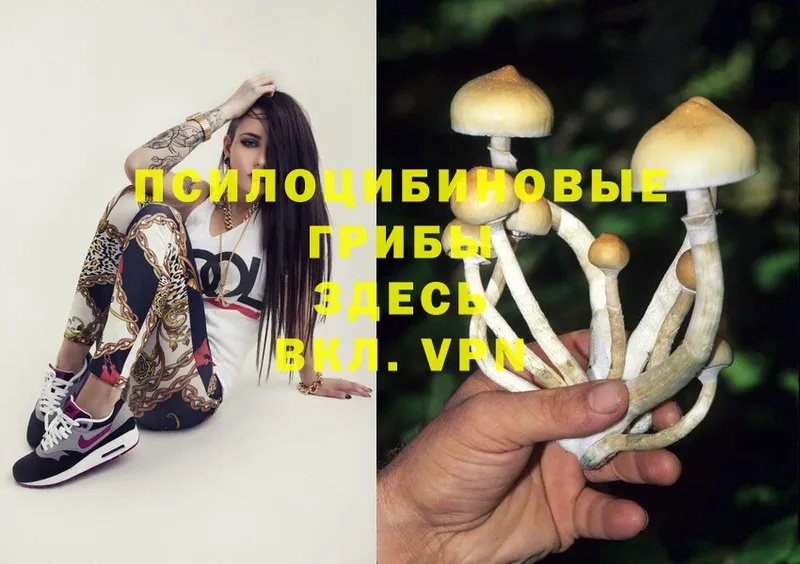 Галлюциногенные грибы Psilocybine cubensis  Балабаново 